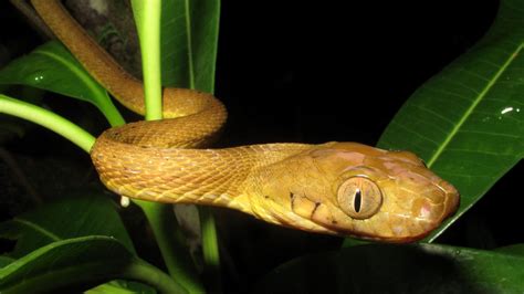 Brown tree snakes use their tails as lassos to climb wide trees