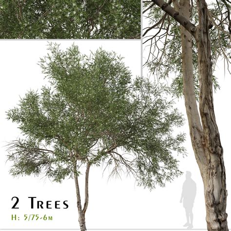 ArtStation - Set of Melaleuca ericifolia Tree (Swamp paperbark) (2 ...