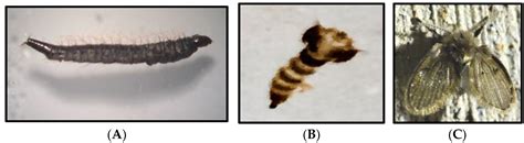 Psychodidae Larvae