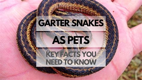 Garter Snakes as Pets: Key Facts You Need to Know - Reptiles Pets