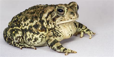 Fowler's toad | Smithsonian's National Zoo and Conservation Biology Institute