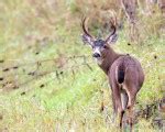 Black-tailed Deer – dennisdavenportphotography.com