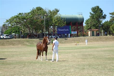 Peruvian Paso Fino Horse Show | Penny In Paradise