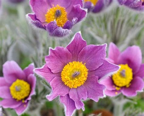 Pulsatilla vulgaris (Pasque Flower)