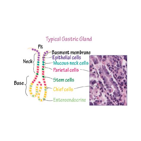 Histology Glossary: Gastric Gland | Draw It to Know It