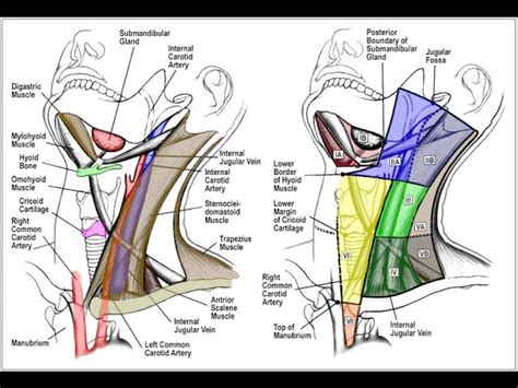 Lymph Node Diagram Neck