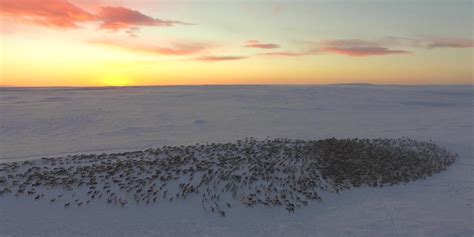 This video of reindeer herding will take your breath away