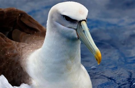 Albatross - Description, Habitat, Image, Diet, and Interesting Facts