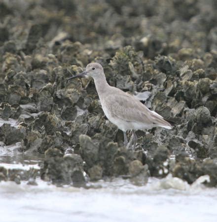 birds - Picture of Lowcountry Wildlife Photo Safaris, Beaufort ...