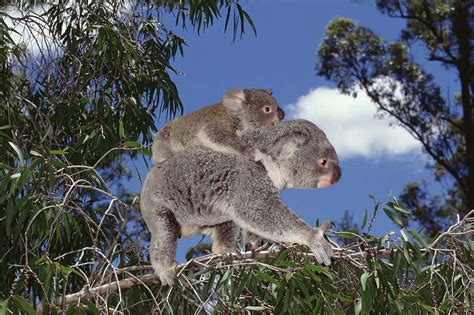 Medicine for sick koalas turns out to actually kill them | New Scientist