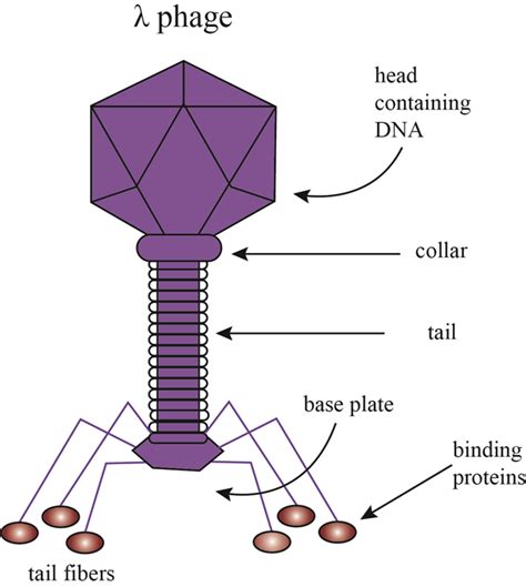 Lambda Virus - Lambda Phage Dna Photograph by Dennis Kunkel Microscopy ... - There are five ...