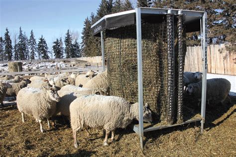 Producer Profile: Medicine Ridge Ovine, New Norway, AB - Sheep Canada ...