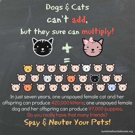 Spaying and Neutering your cat.