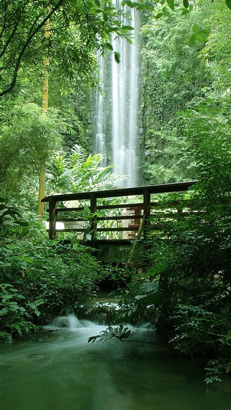 Tropical jungle with a bridge by a waterfall, Jurong Bird Park ...