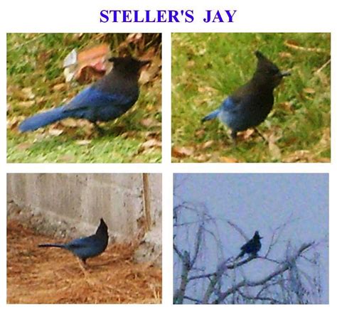 Steller's Jay by Jagarnot on DeviantArt