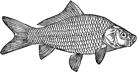 Carp | ClipArt ETC