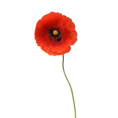 Premium Photo | Beautiful wild red poppy isolated on a white background ...