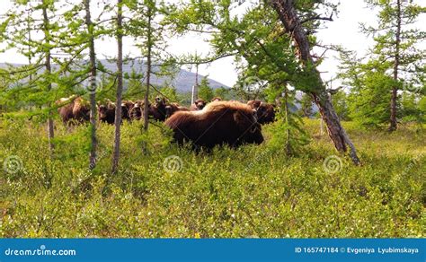 Nature, Mountains, Polar Urals, Musk Oxen, Historical Animals, Ice Age, Arctic, North, Yamal ...