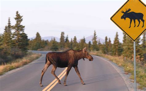 8 Marvelous Facts About Moose