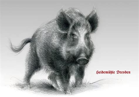 Wild Hog Sketch at PaintingValley.com | Explore collection of Wild Hog ...