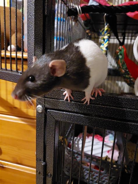 Estimate age of this rat? : r/RATS