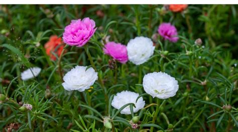 How to Plant, Grow and Care For Portulaca