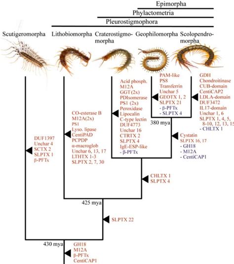 House Centipede Life Cycle