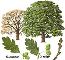 Sessile Oak tree (quercus patraea) - Tree Nursery UK