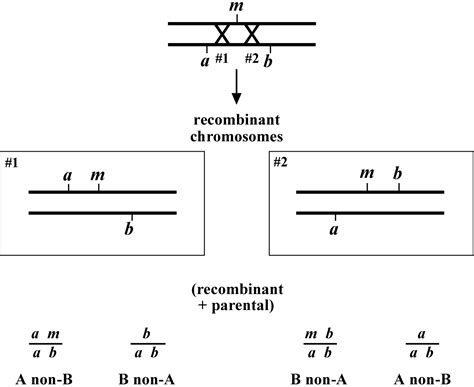 Genetic mapping and manipulation: Chapter 3-Three-point mapping with genetic markers