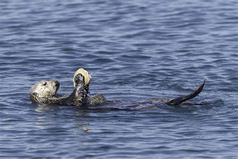 13 Remarkable Animals That Use Tools