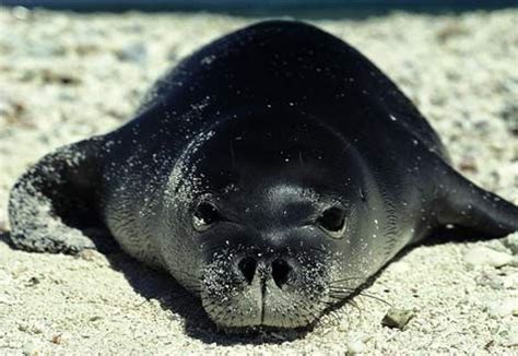 Caribbean monk seal Facts, Habitat, Pictures and Diet