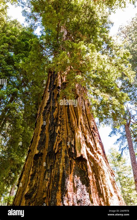 Big Basin Redwood State Park, Mother of the Forest Stock Photo - Alamy