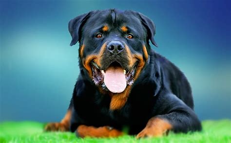 Rottweiler Angry Wallpaper