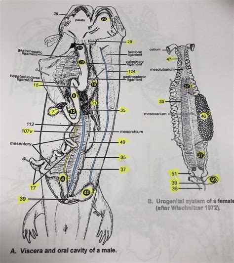 Mudpuppy Digestive System