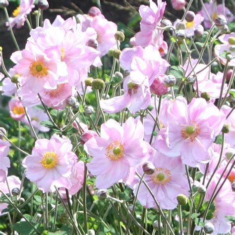 Anemone × hybrida 'Königin Charlotte' Japanese anemone ( syn. Queen ...