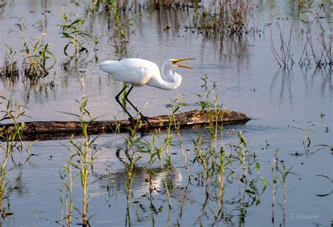 Mississippi River, Bird, Animals, Animales, Animaux, Birds, Animal, Animais