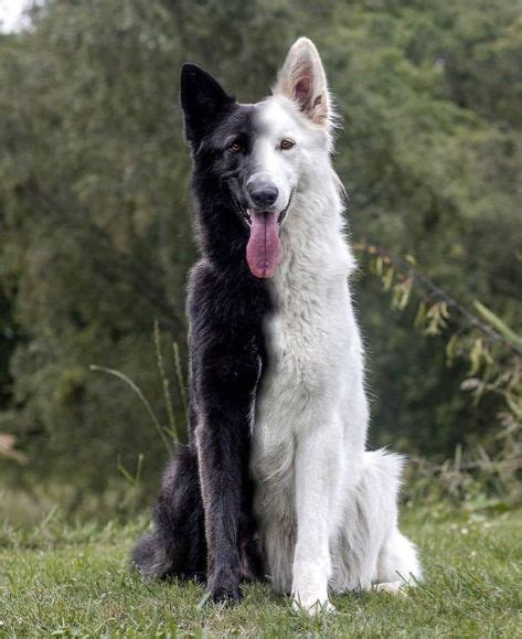 Black And White German Shepherd Mix