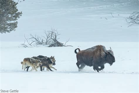 Bison Running From Wolves