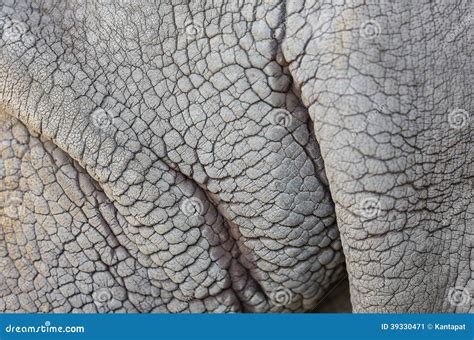 Rhino skin stock image. Image of detail, structure, wrinkled - 39330471