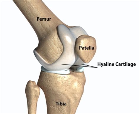 Hyaline Cartilage Location