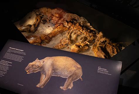 Several Diprotodon Skeletons Discovered in Australia | Sci.News