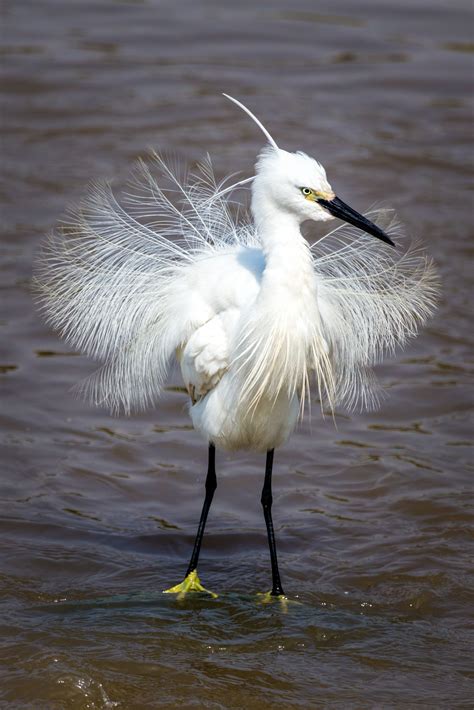 Birds of Macau on Behance