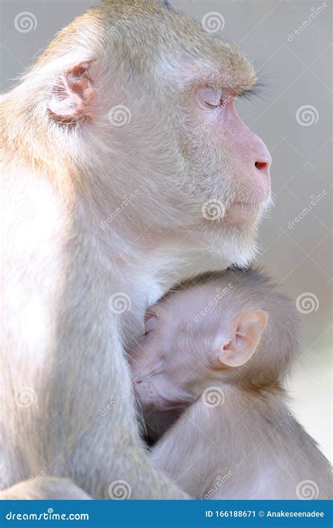 Mother Monkey Hugging Her Baby Monkey Stock Image | CartoonDealer.com #83631877