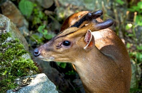 Portrait of muntjak deer stock image. Image of deer, antelope - 36837175