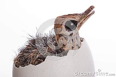 This is Ostrich egg hatching time | Want to share