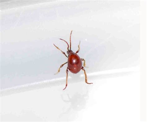 Bugs that look like ticks – TickEncounter