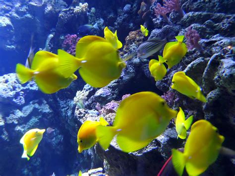 Aquarium of the Pacific Photo Gallery | Family Vacation Hub