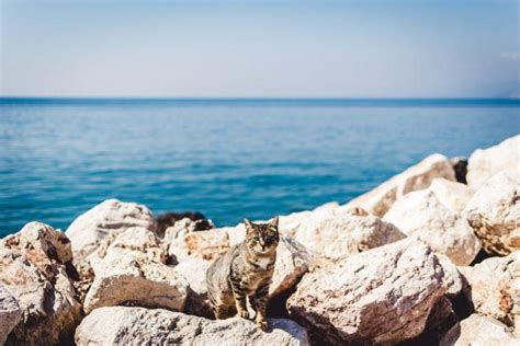 24 Wild Animals in Greece [Wildlife in Greece] - Kevmrc