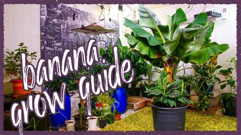 Grow Bananas Successfully Indoors! Grow Guide - YouTube