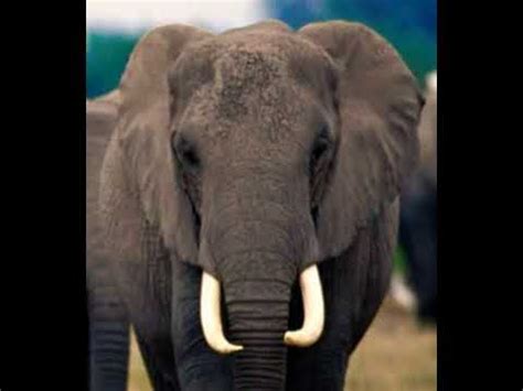 Elephant Trumpet 🐘 🔊 - YouTube